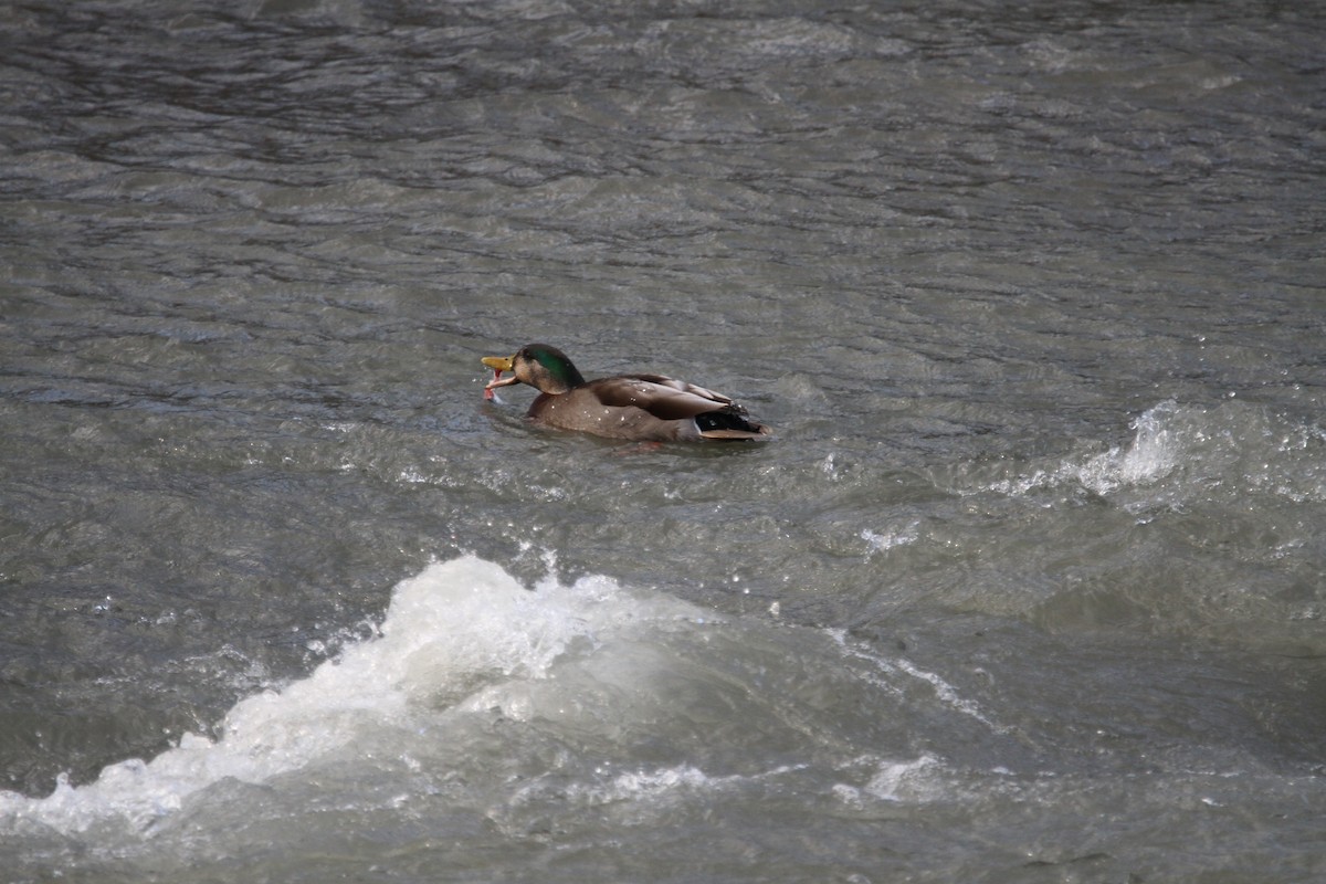 Mallard x American Black Duck (hybrid) - ML647300000