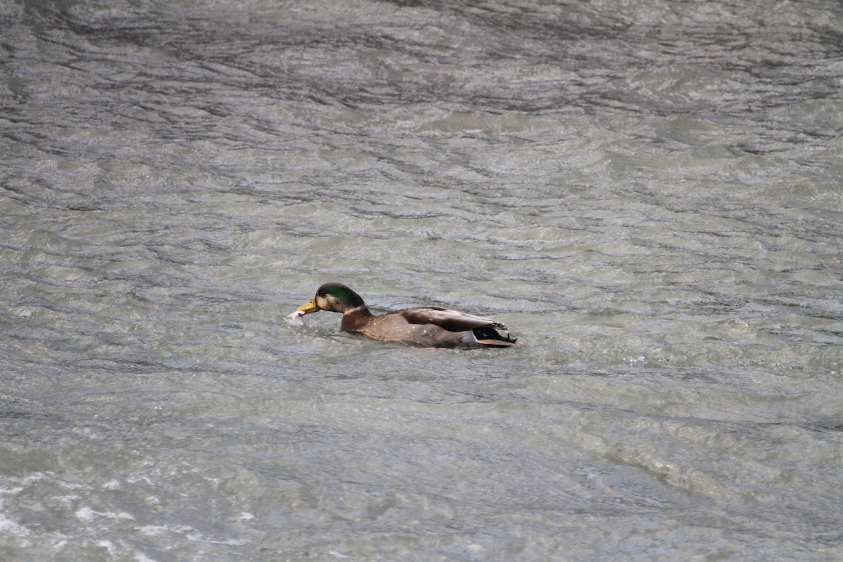 Mallard x American Black Duck (hybrid) - ML647300001