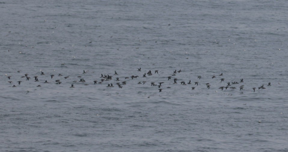 Yelkouan Shearwater - ML647300009