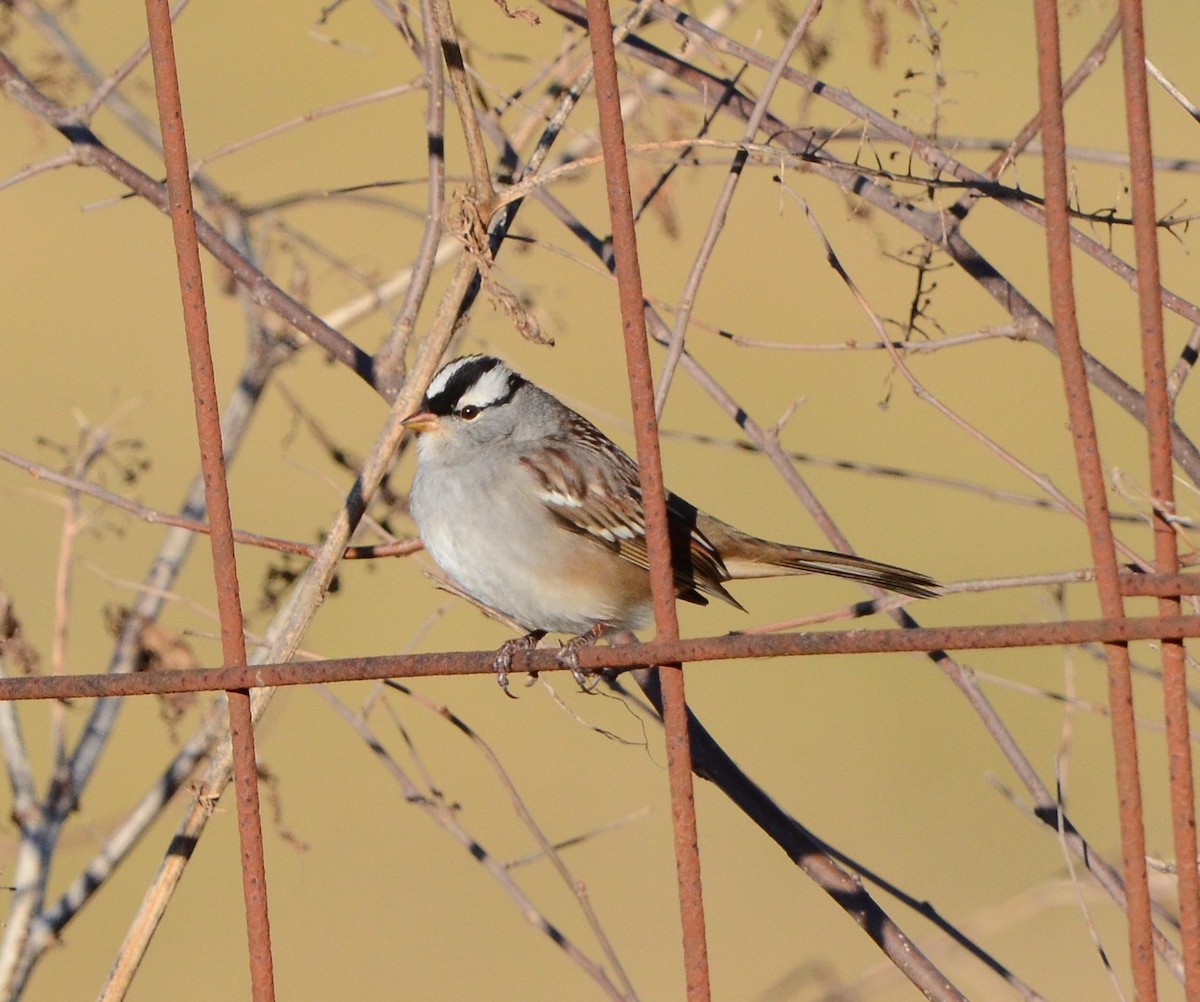 White-crowned Sparrow - ML647300011