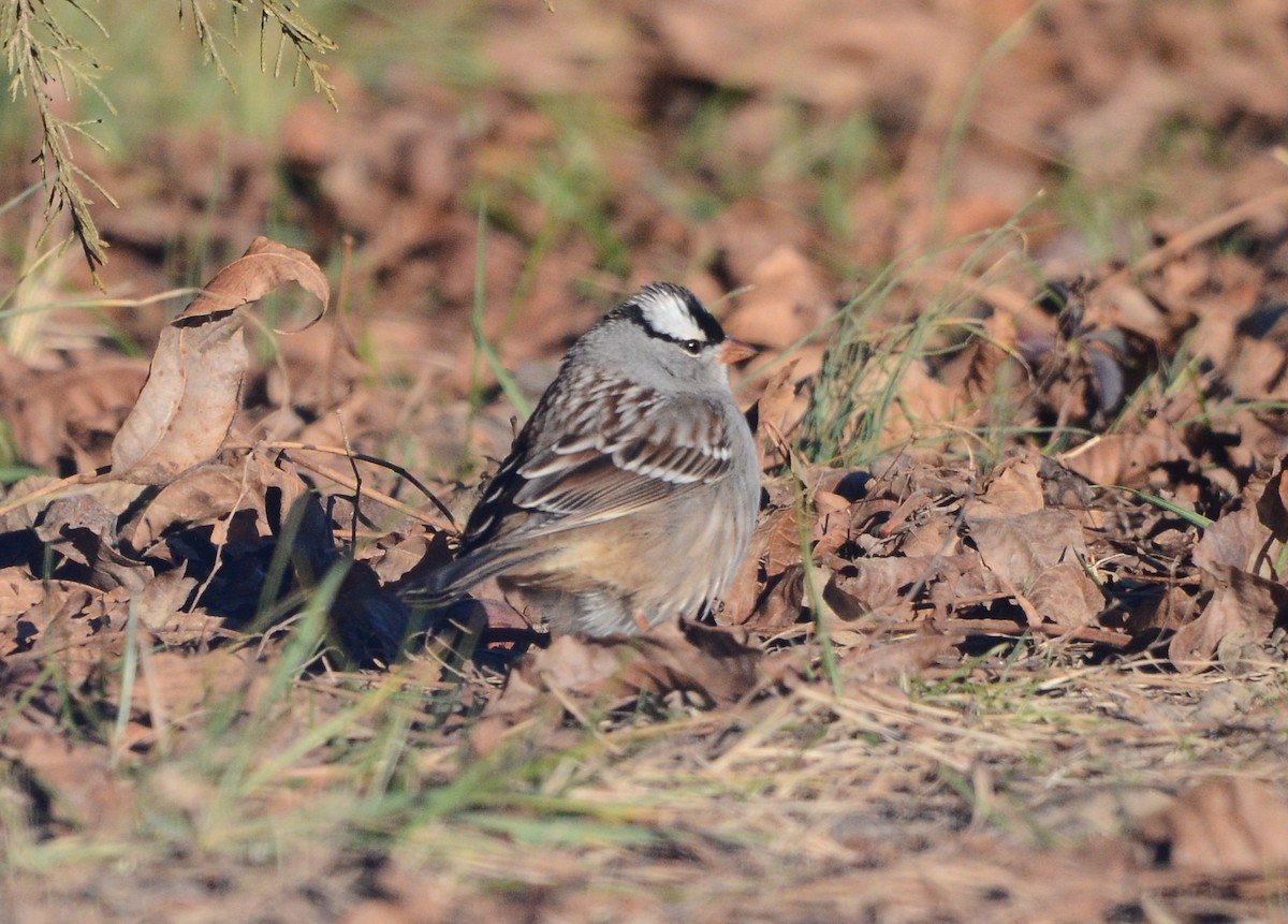 White-crowned Sparrow - ML647300012