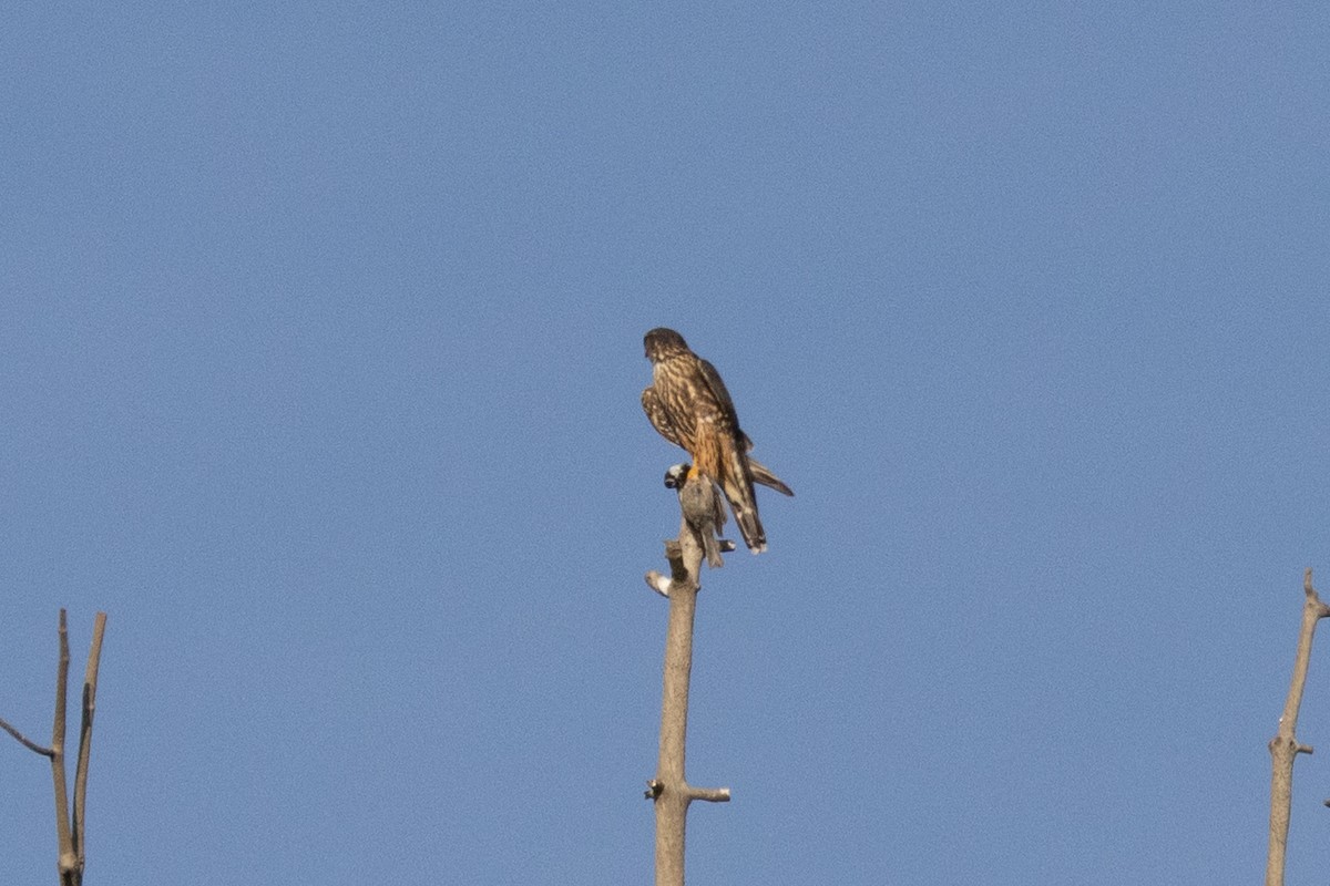 灰背隼 - ML647300014