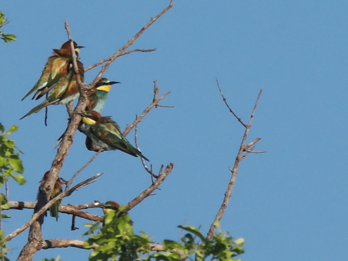 vlha pestrá - ML647300015