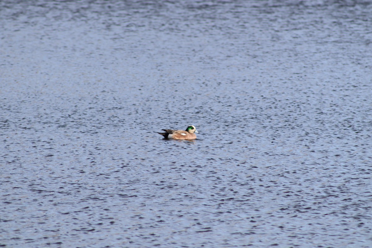 葡萄胸鴨 - ML647300019