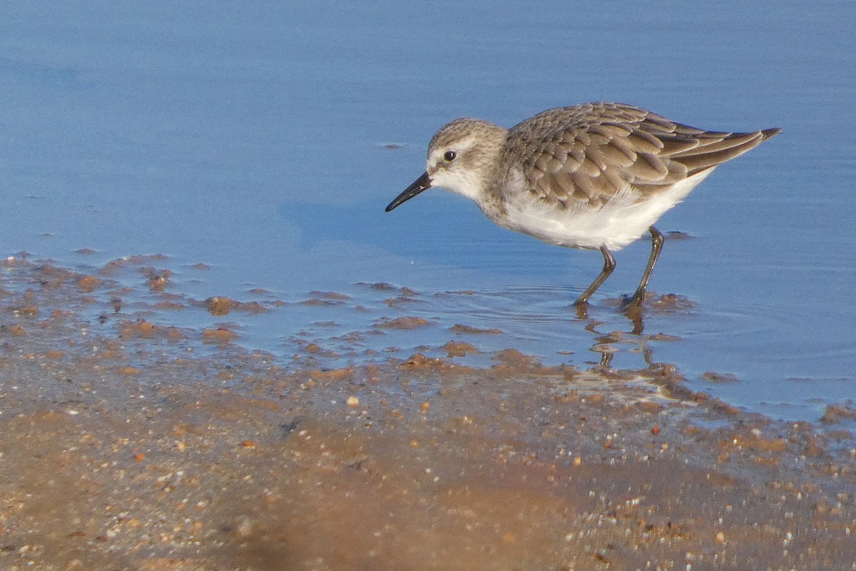 小濱鷸 - ML647300027