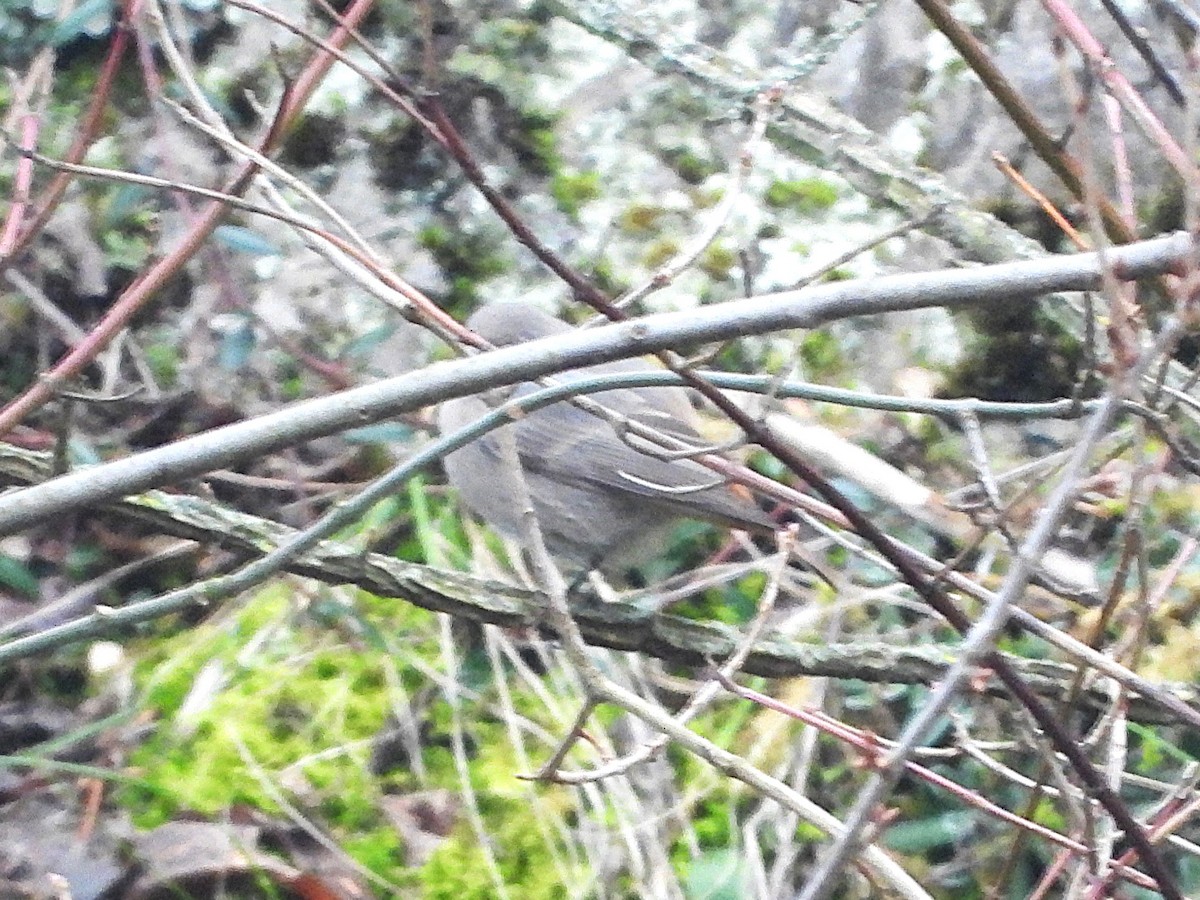 Мойлон гал сүүлт - ML647300041