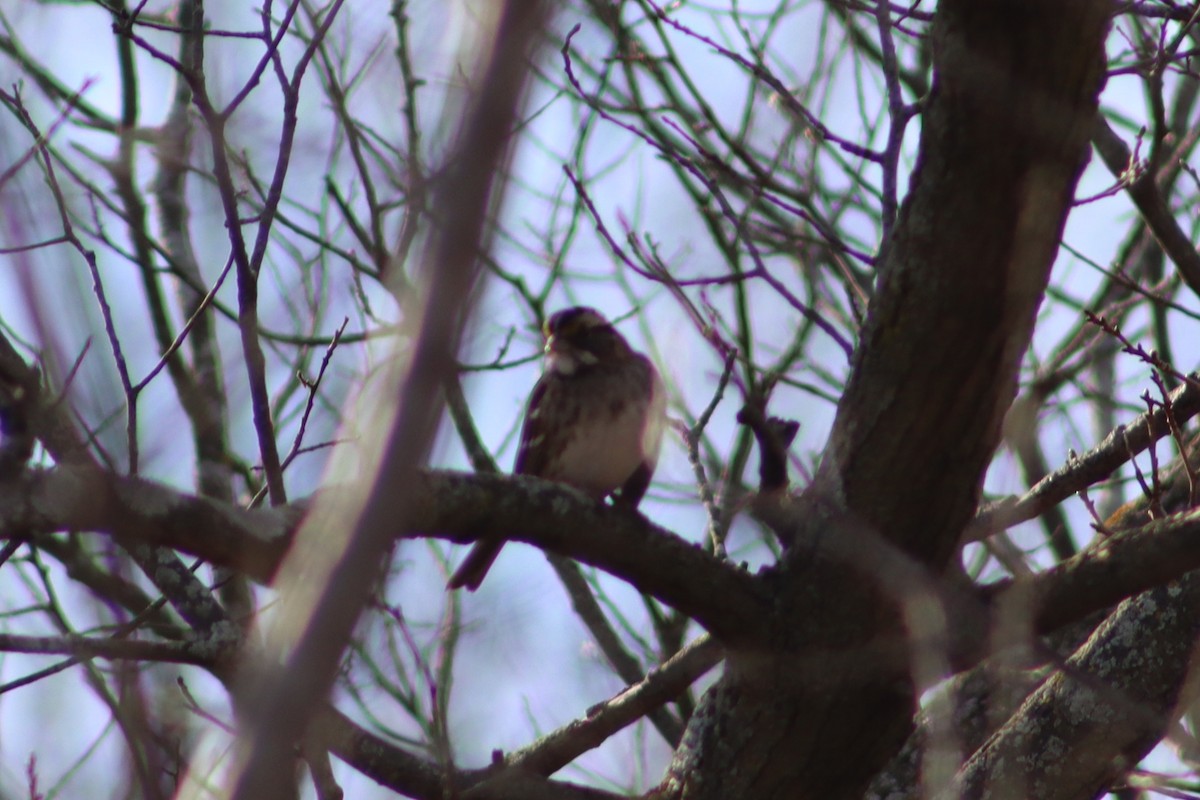 White-throated Sparrow - ML647300045