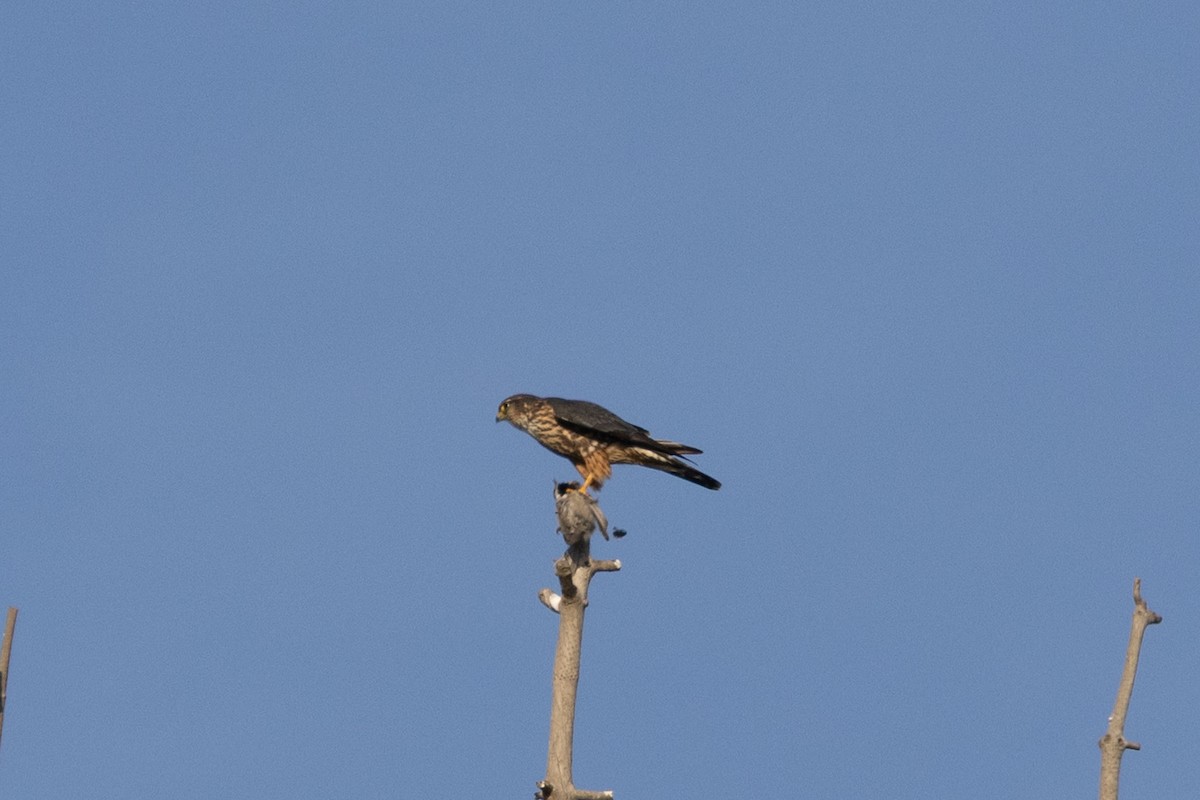 灰背隼 - ML647300047