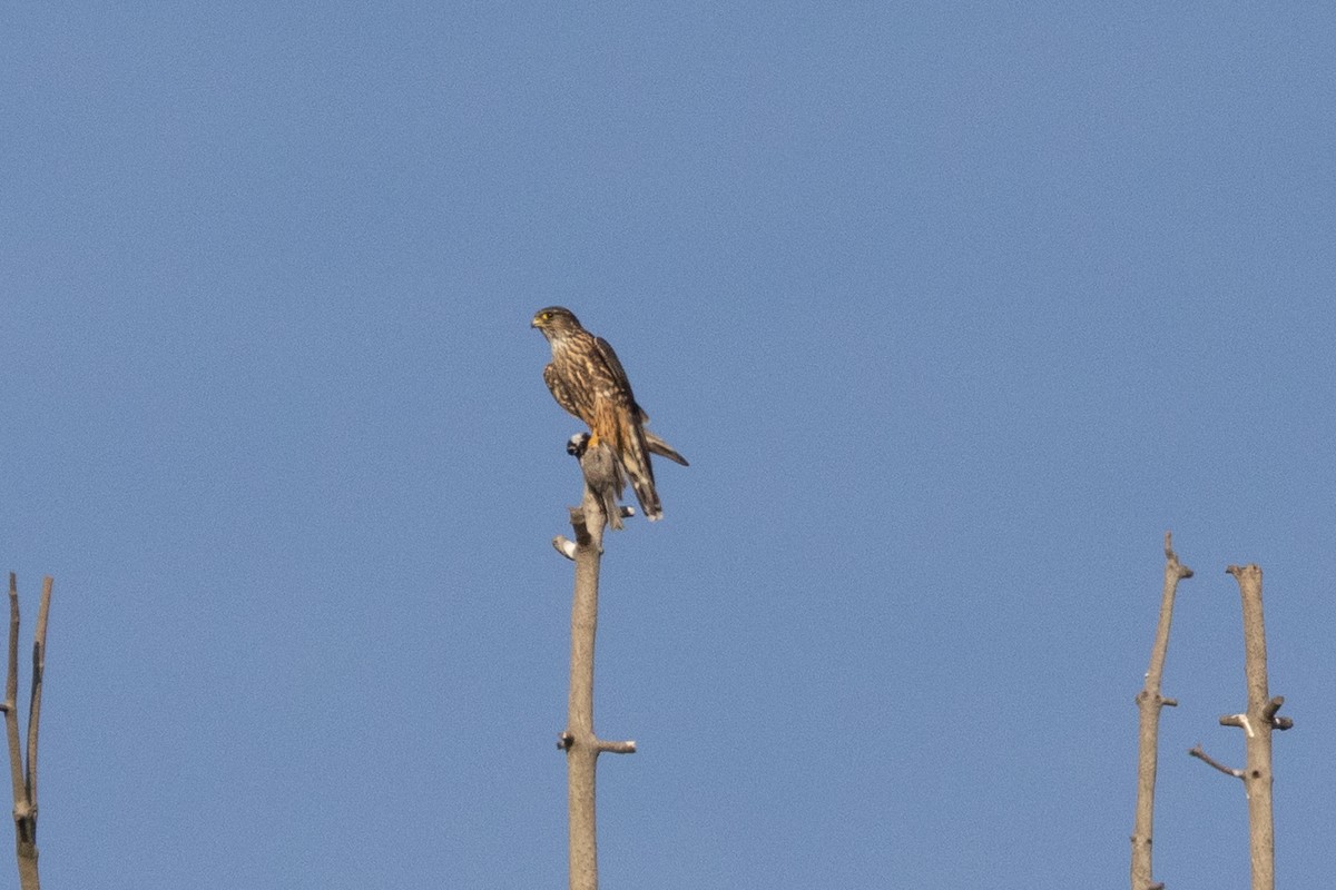 灰背隼 - ML647300050