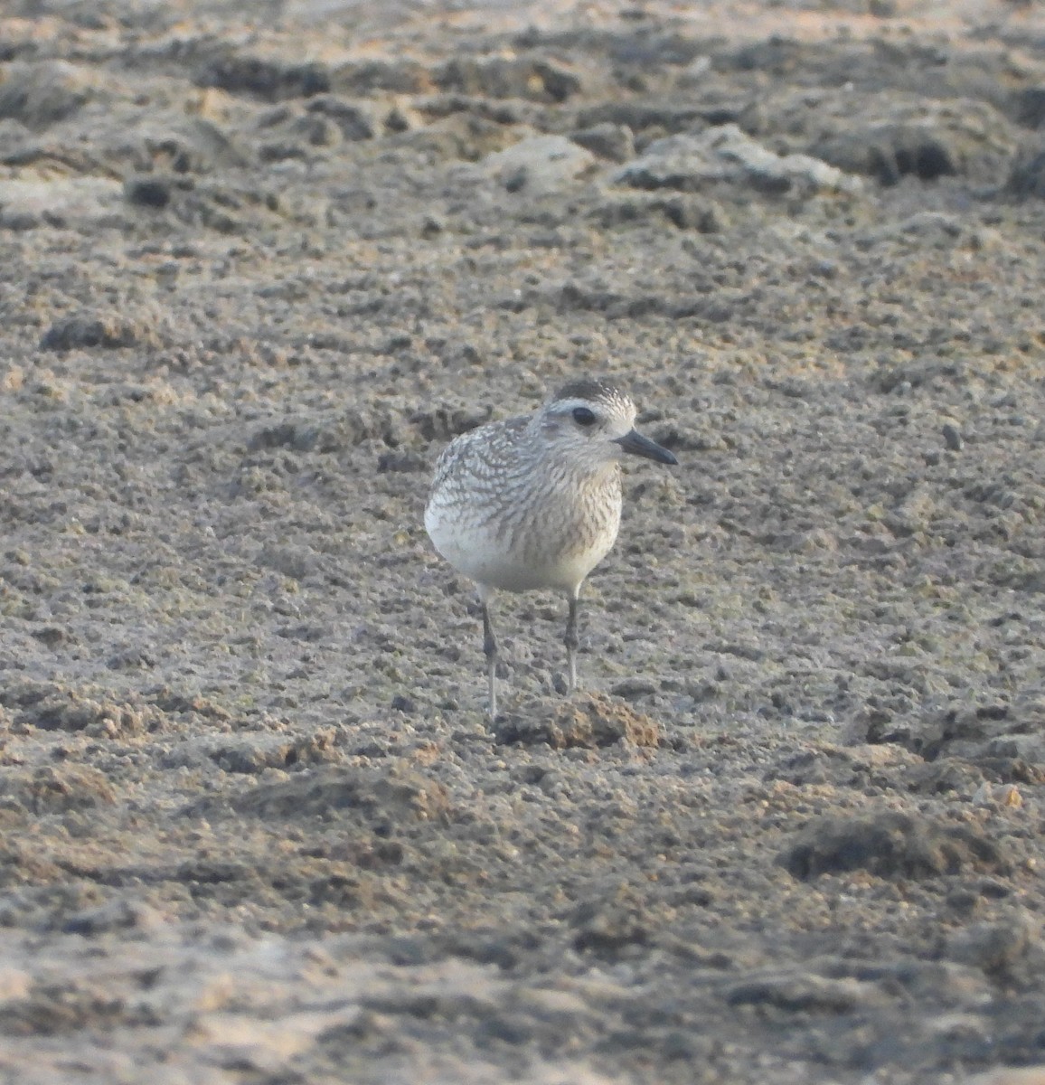 ダイゼン - ML647300052