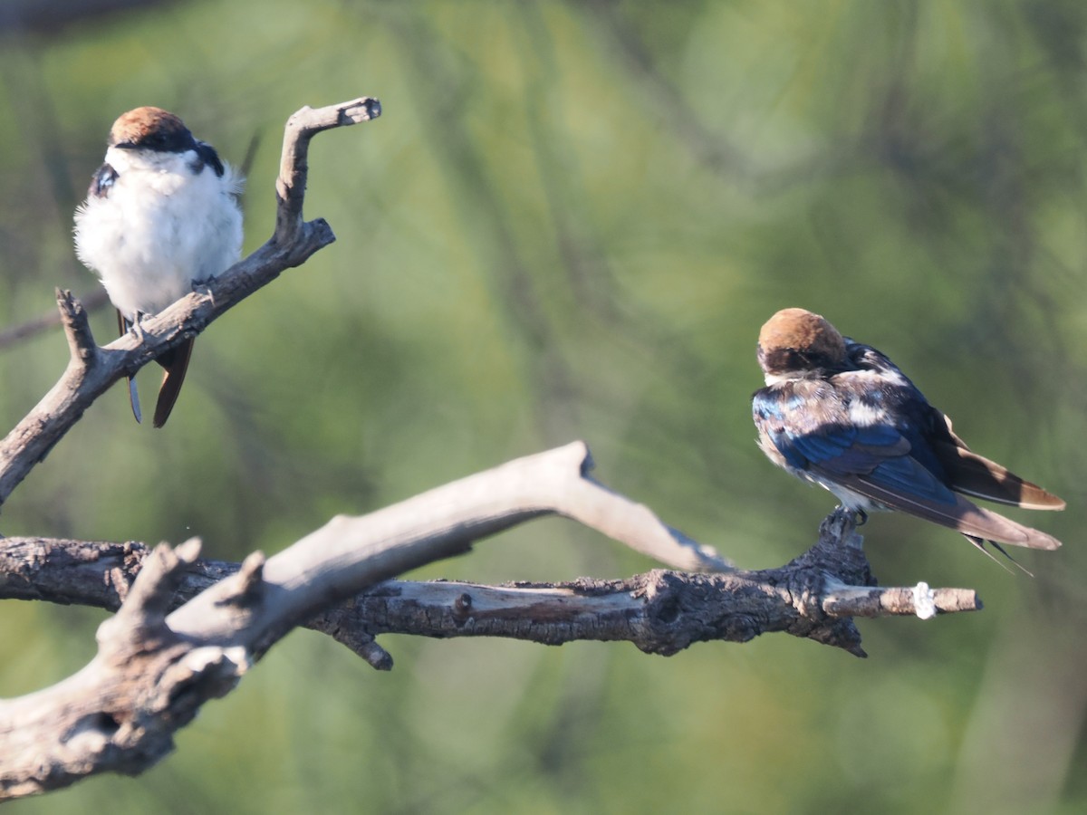 vlaštovka dlouhoocasá - ML647300055