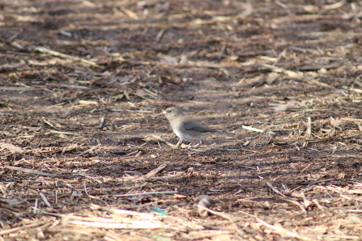 Dark-eyed Junco - ML647300061