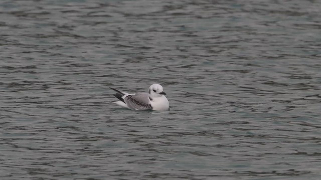 Gaviota Tridáctila - ML647300086