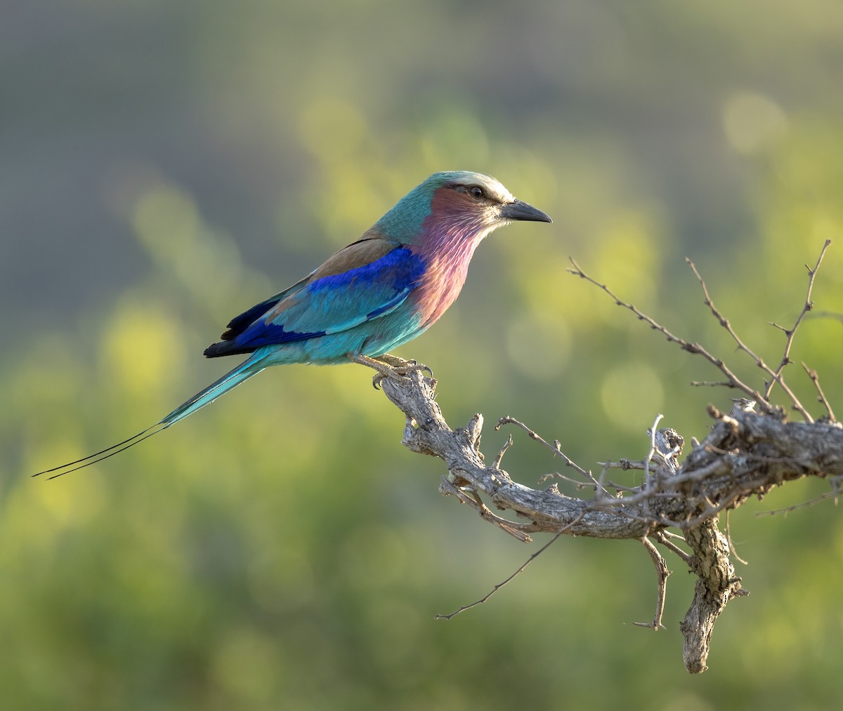 Lilac-breasted Roller - ML647300088