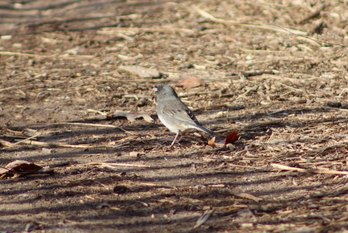 Dark-eyed Junco - ML647300089