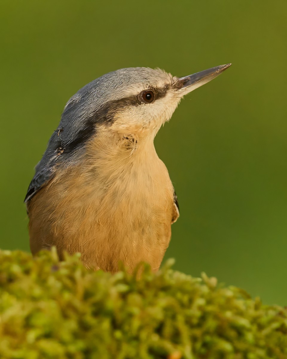 Повзик звичайний - ML647300091