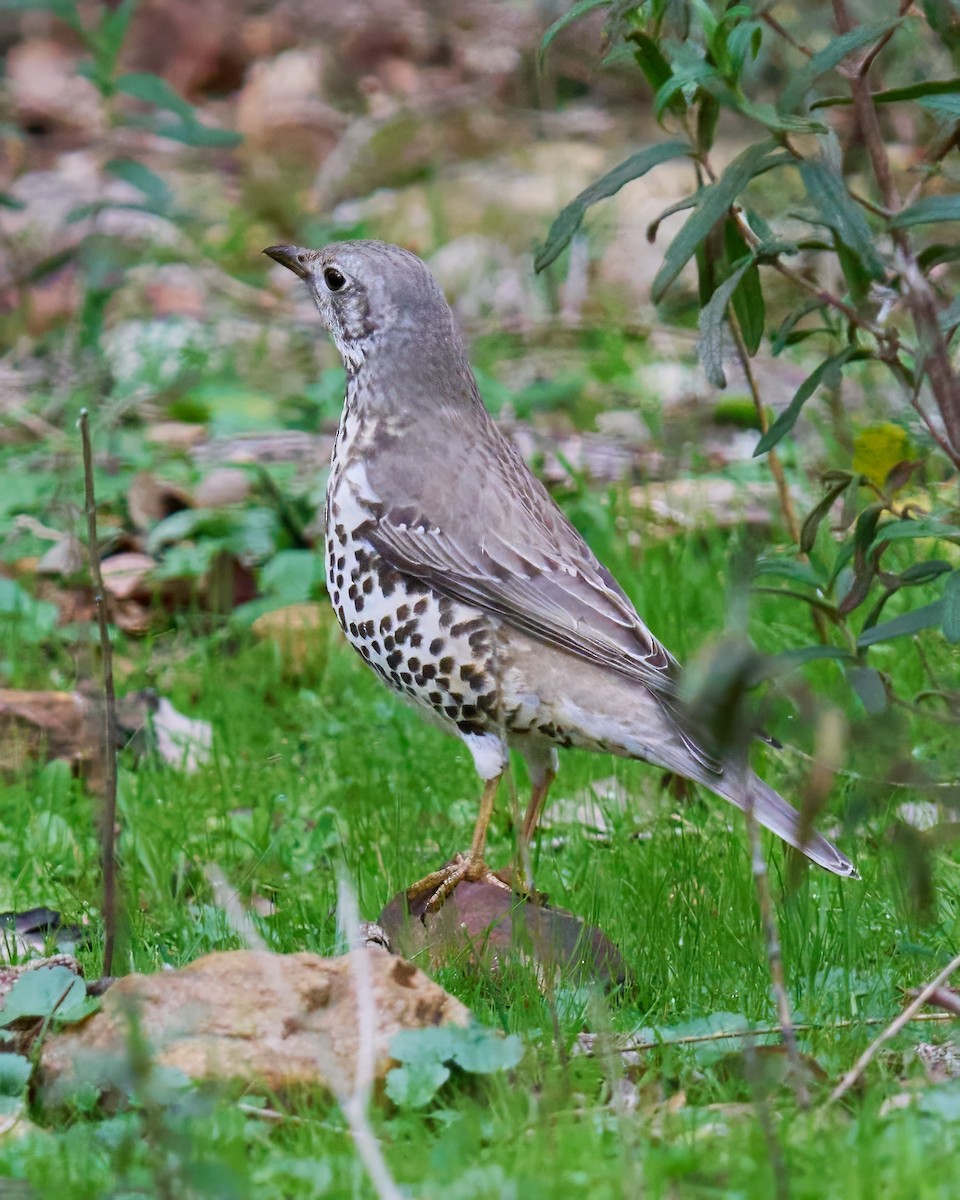 Mistle Thrush - ML647300107
