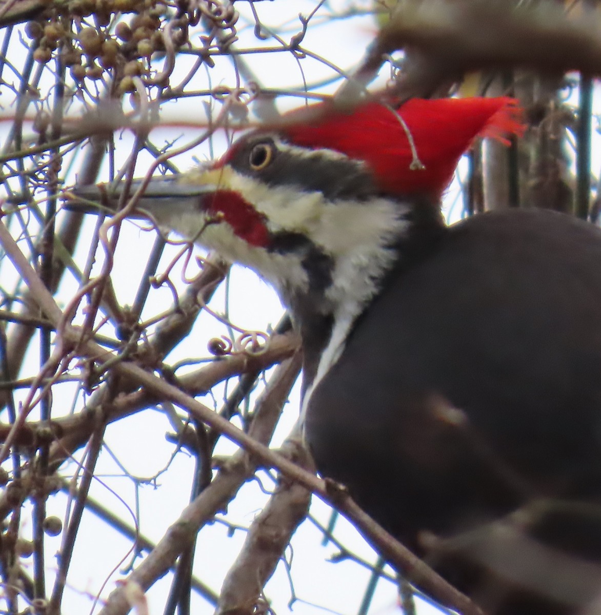 Pileated Woodpecker - ML647300111