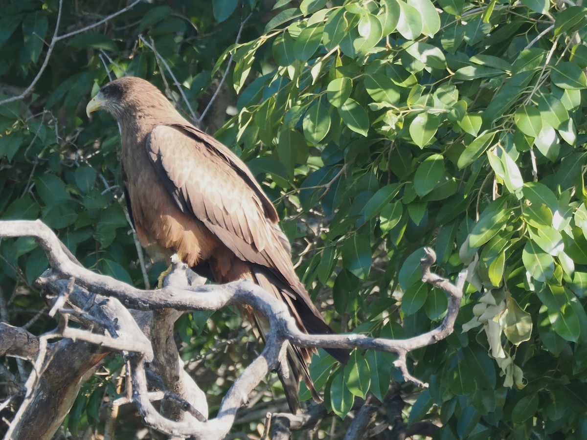 luňák hnědý (ssp. aegyptius/parasitus) - ML647300116