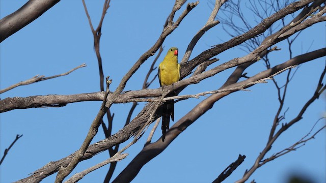 Perico Regente - ML647300131