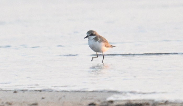 Tibetan Sand-Plover - ML647300132