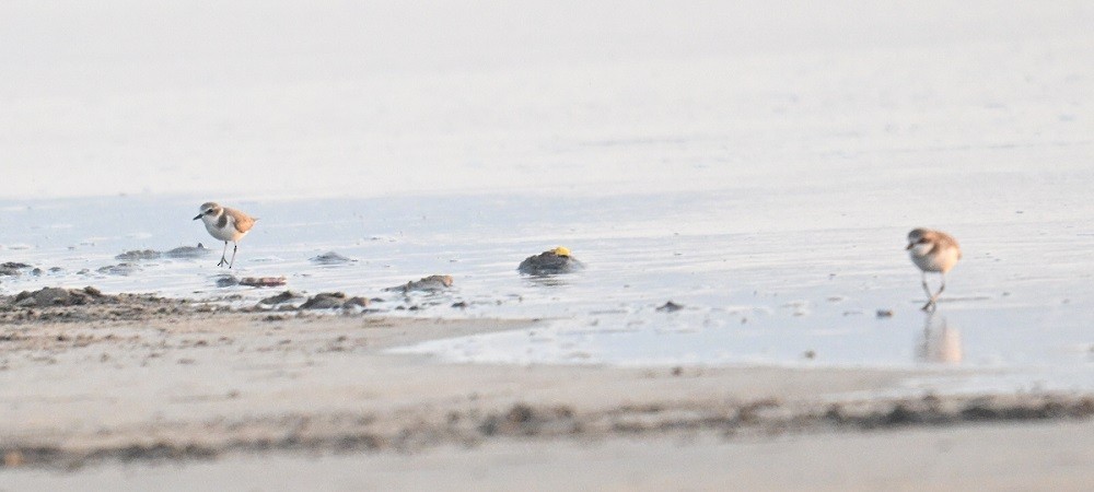 Tibetan Sand-Plover - ML647300134