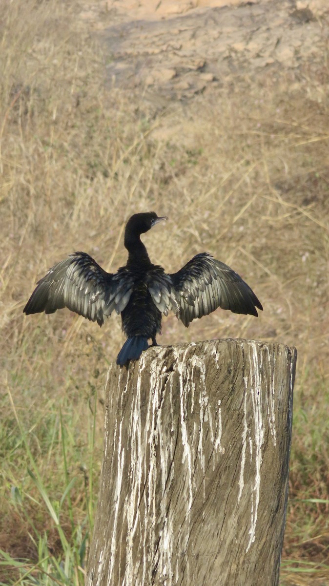 Little Cormorant - ML647300137