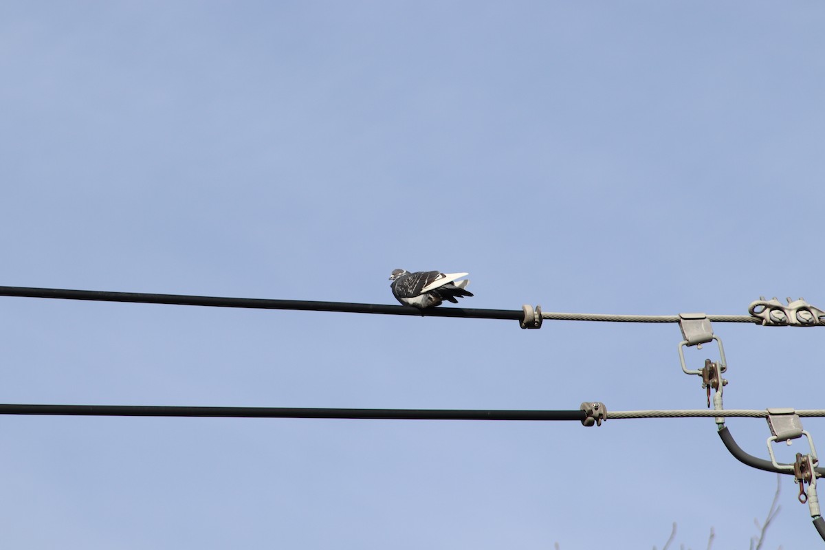 野鴿(野化) - ML647300146