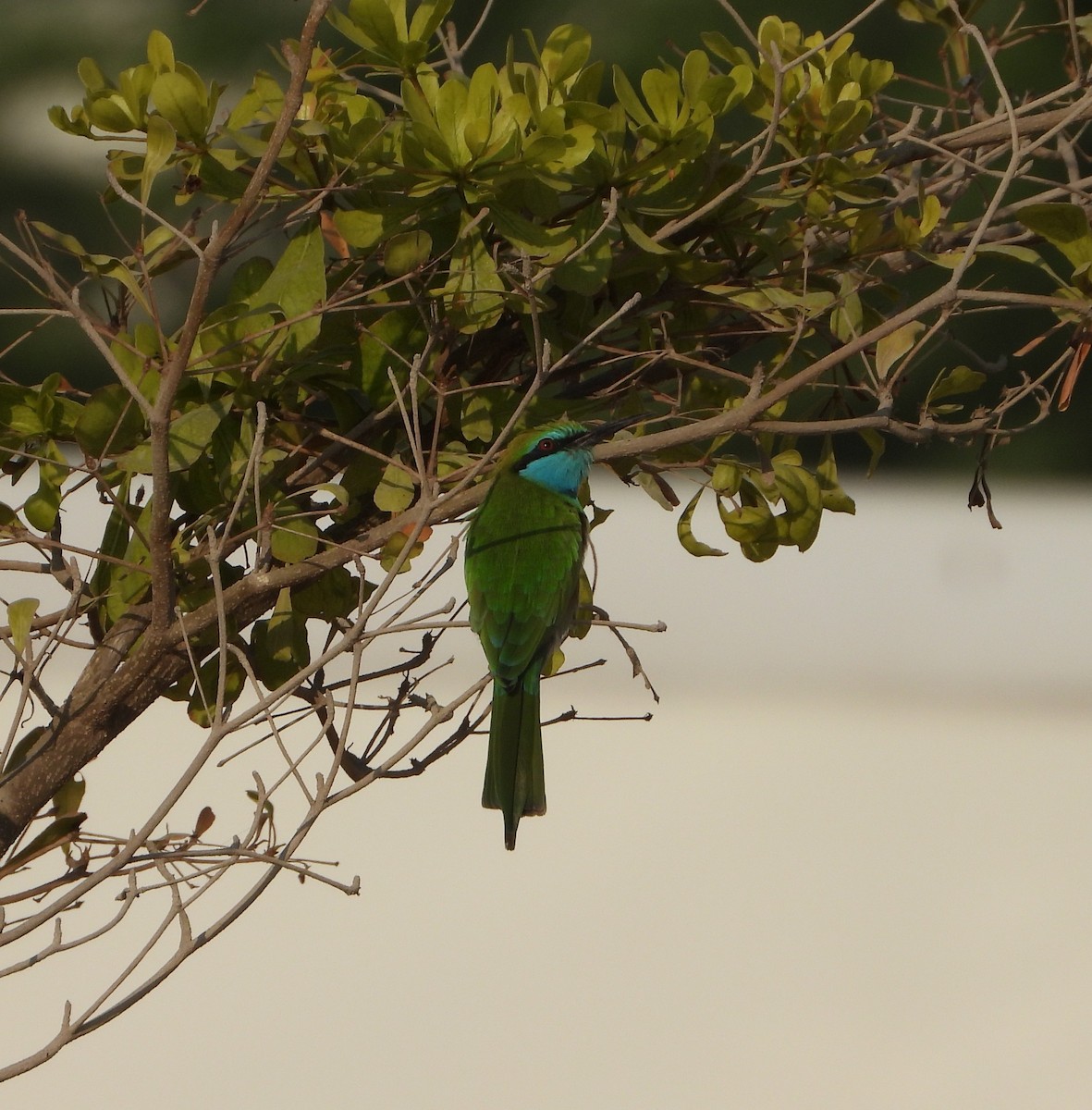Arabian Green Bee-eater - ML647300155