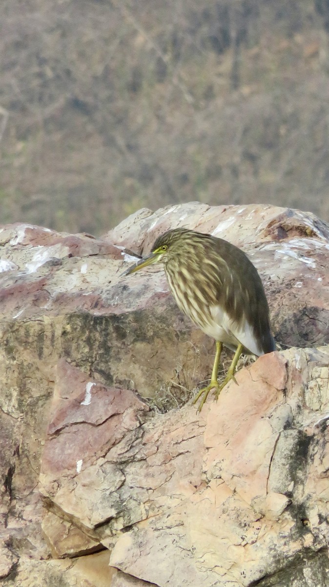 Indian Pond-Heron - ML647300163