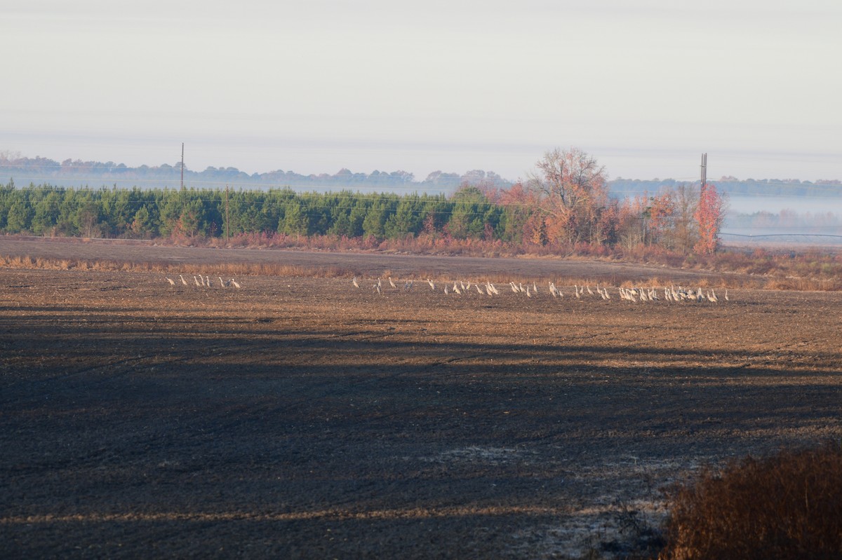 Kanadakranich - ML647300168