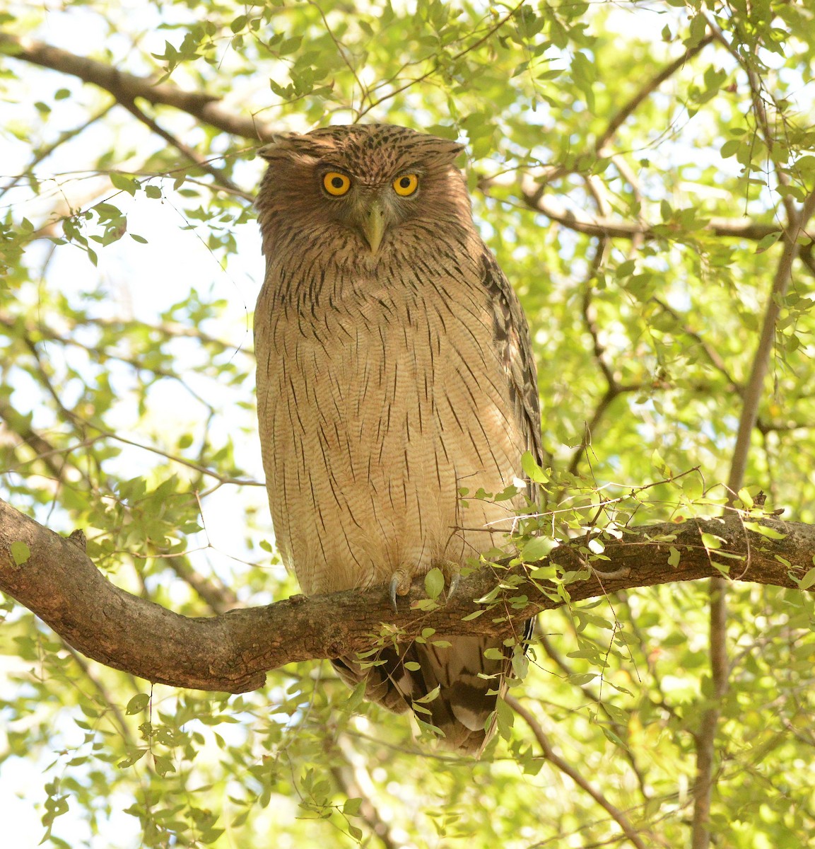 Búho Pescador de Sri Lanka - ML647300172