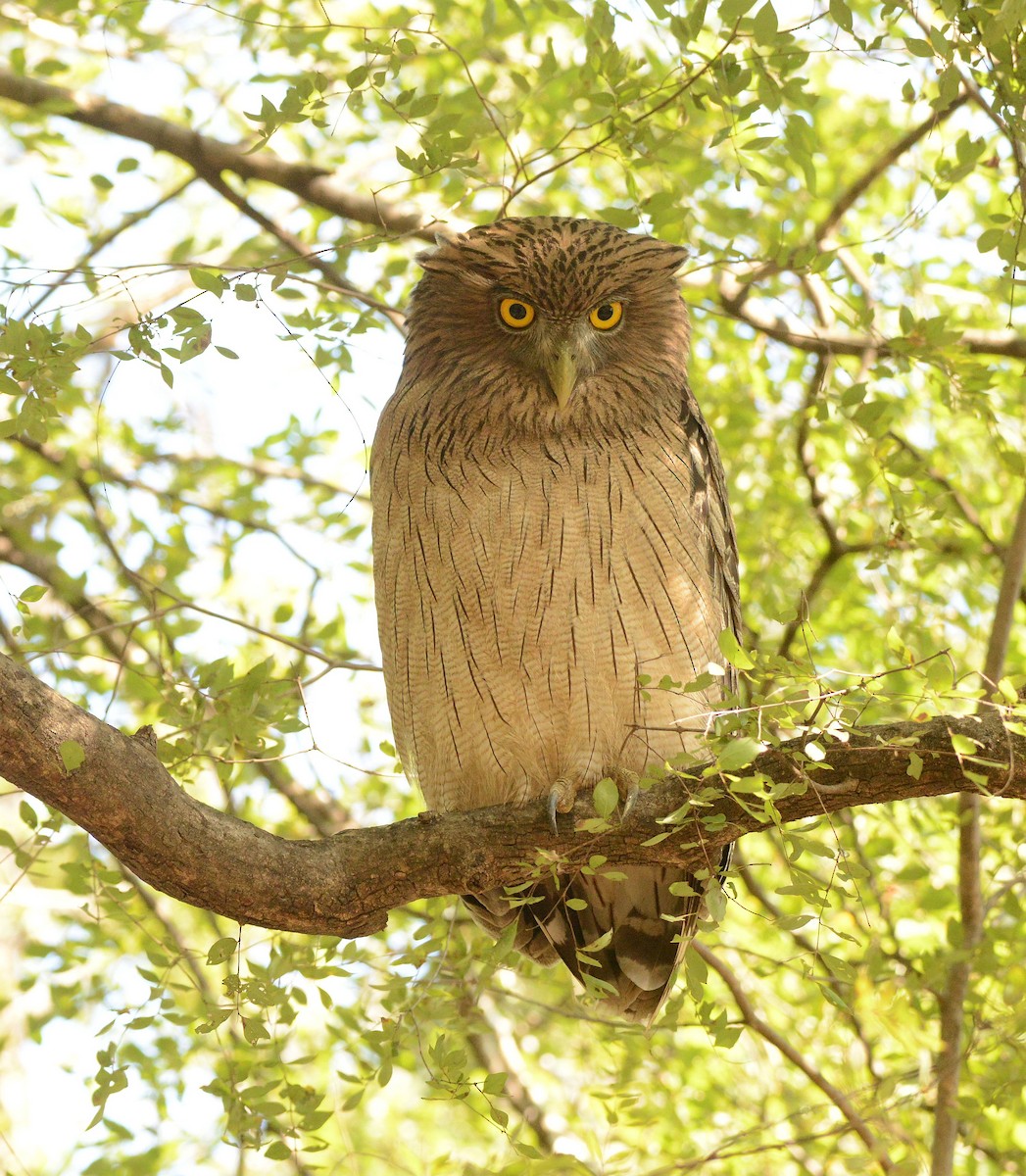 Búho Pescador de Sri Lanka - ML647300175