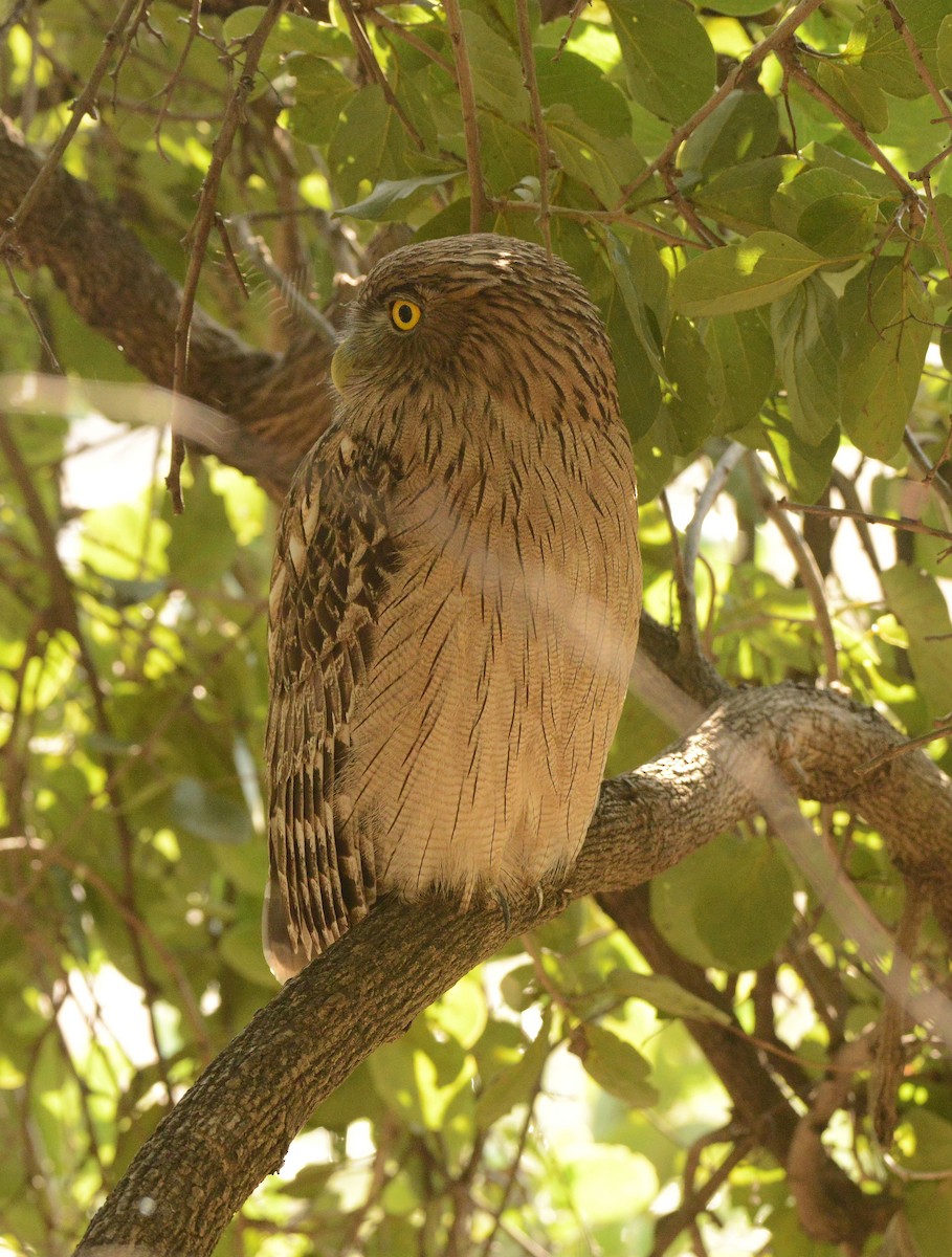 Búho Pescador de Sri Lanka - ML647300176