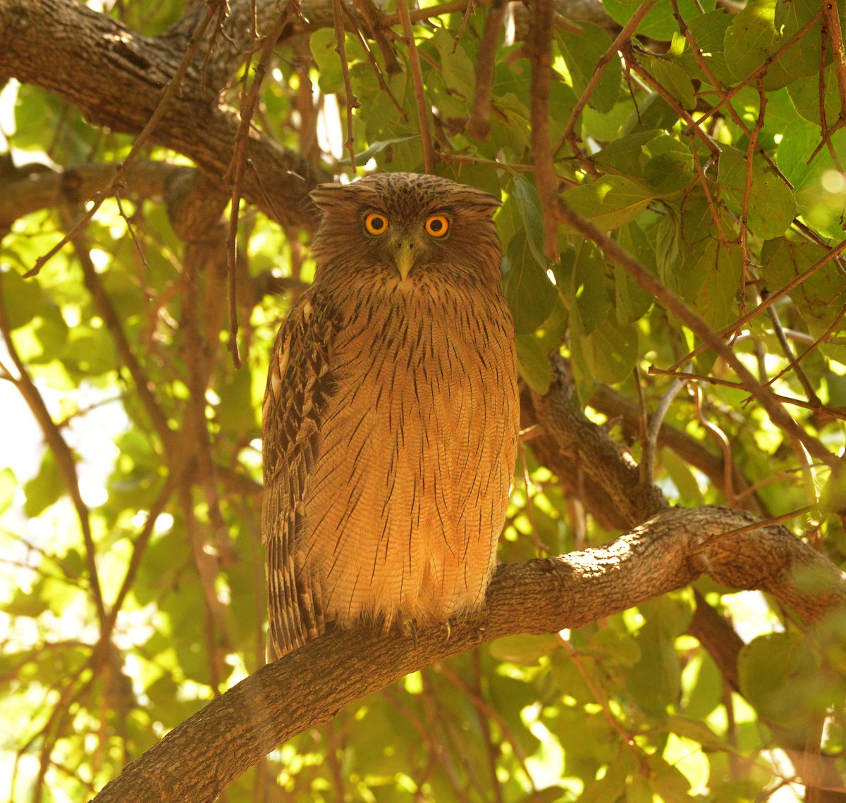 Búho Pescador de Sri Lanka - ML647300177