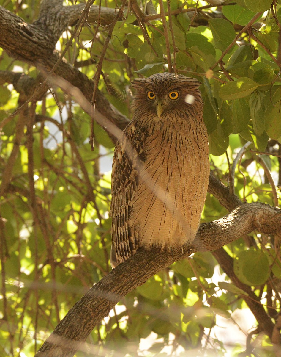 Búho Pescador de Sri Lanka - ML647300178