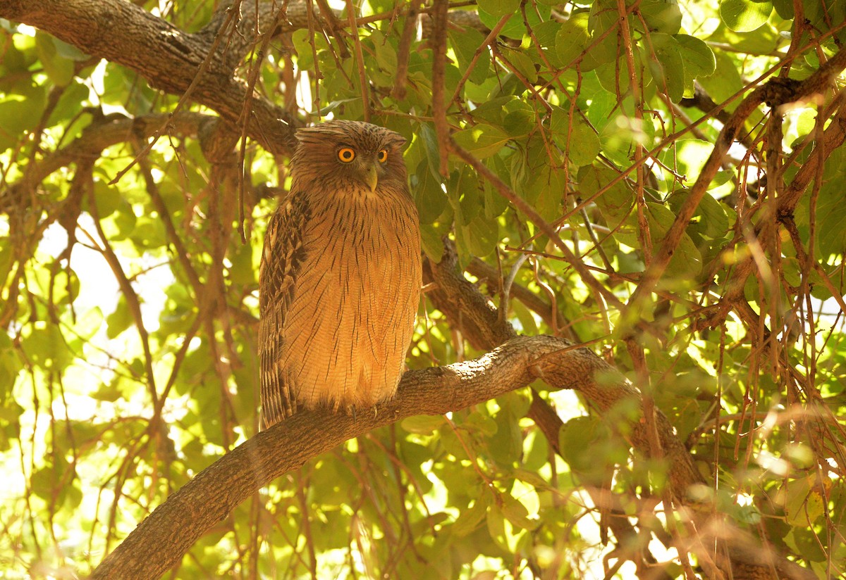 Búho Pescador de Sri Lanka - ML647300179