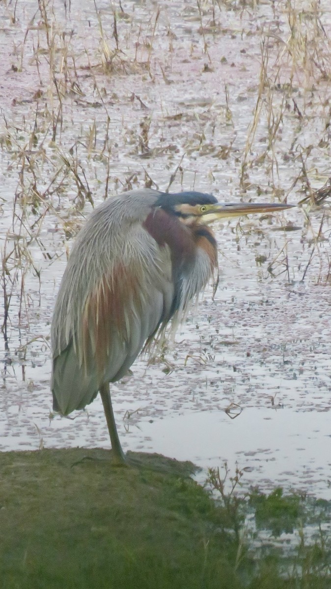 Purple Heron - ML647300180