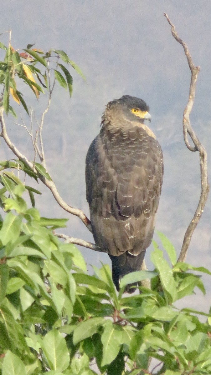 Culebrera Chiíla - ML647300195