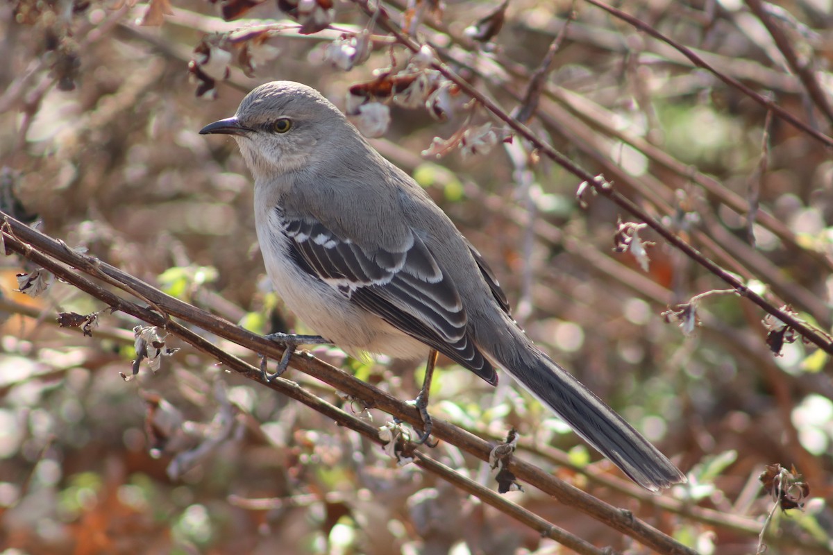 Northern Mockingbird - ML647300196