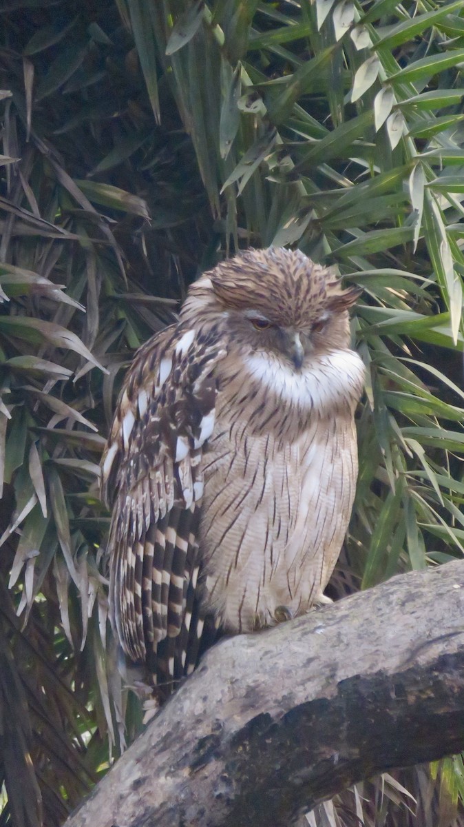 Brown Fish-Owl - ML647300198