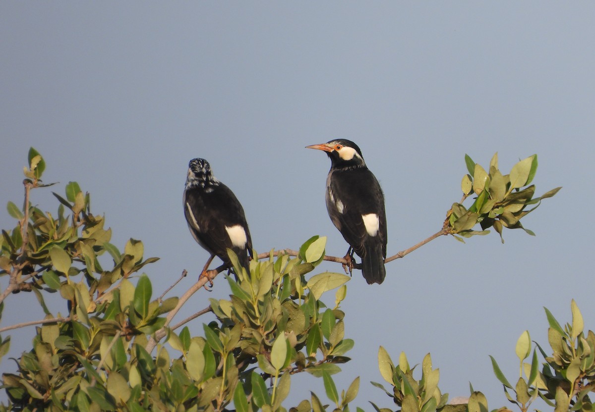 Indian Pied Starling - ML647300200