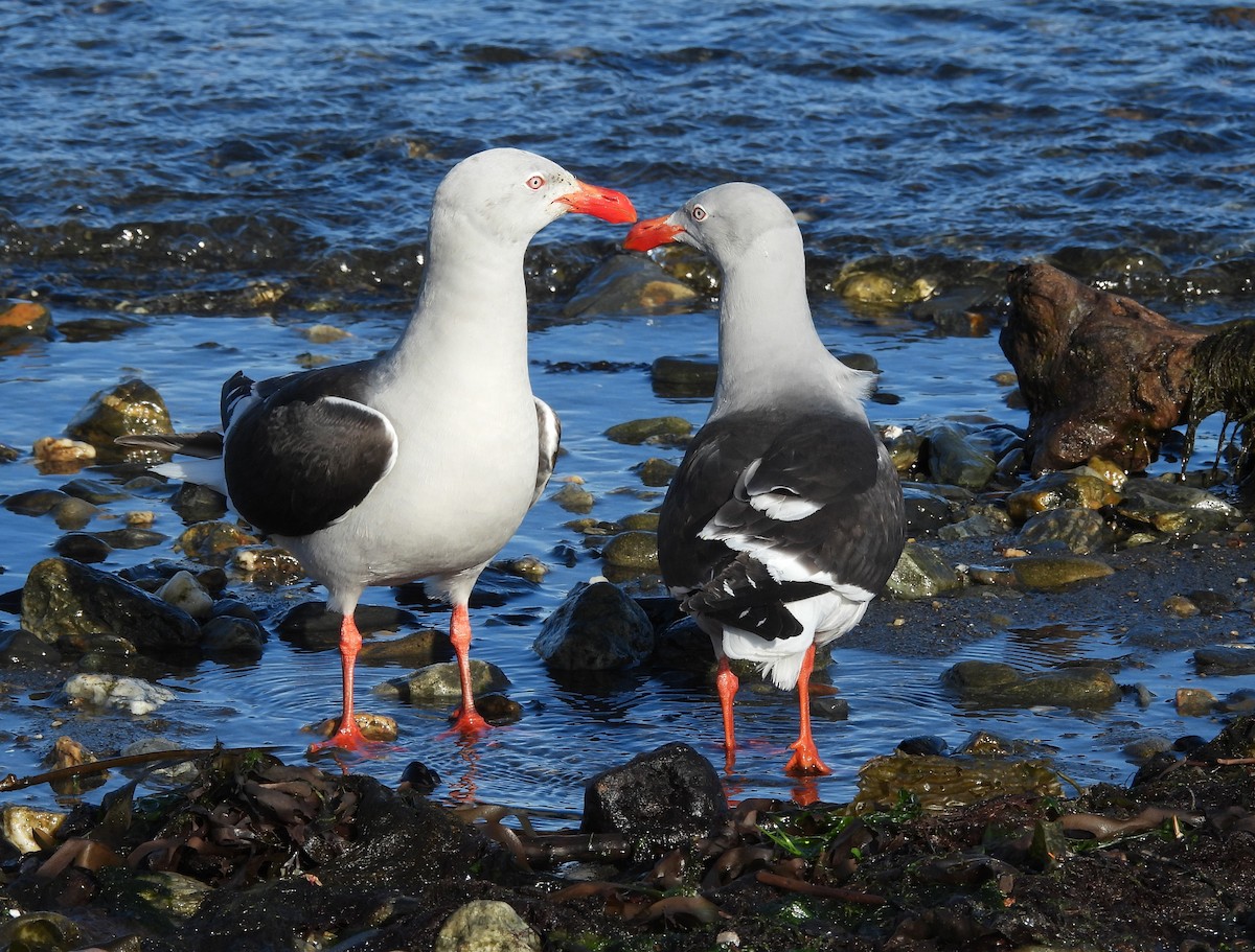 Goéland de Scoresby - ML647300201