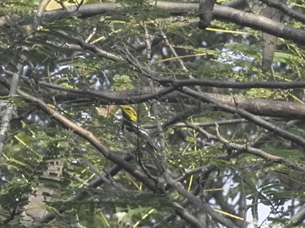 Black-throated Green Warbler - ML647300212