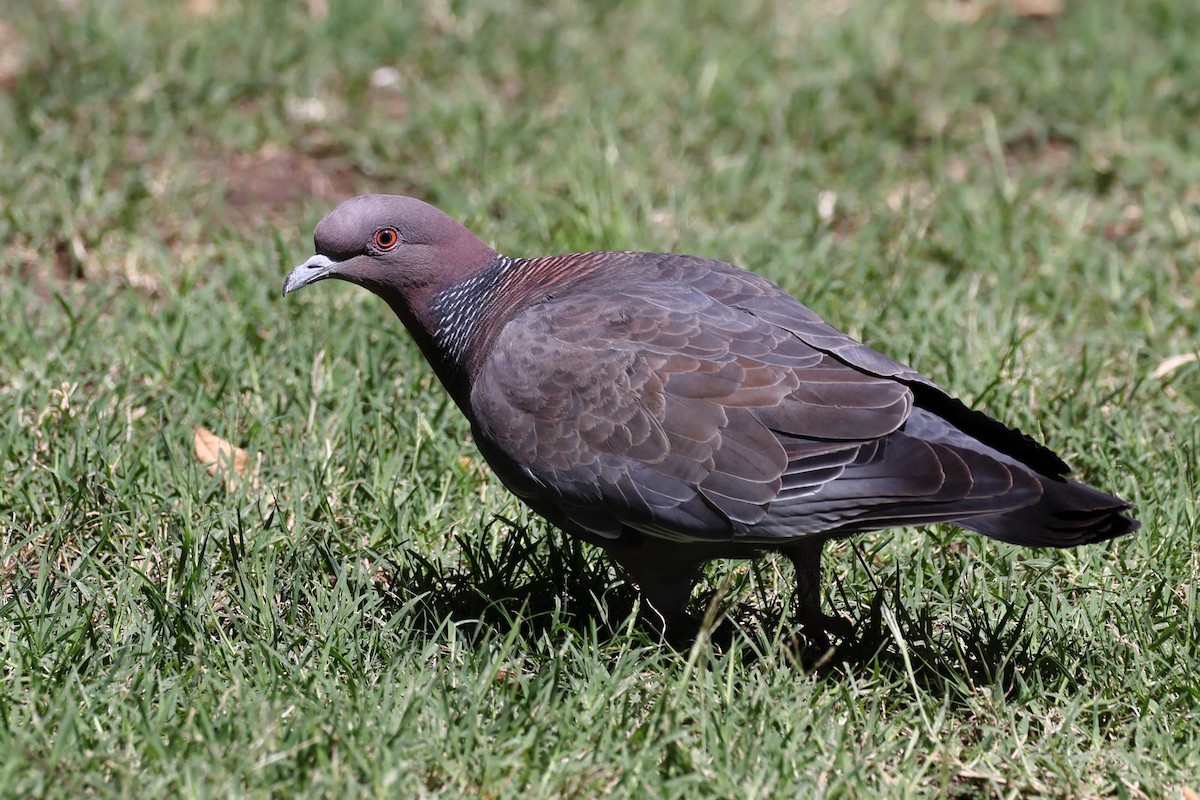 Picazuro Pigeon - ML647300214
