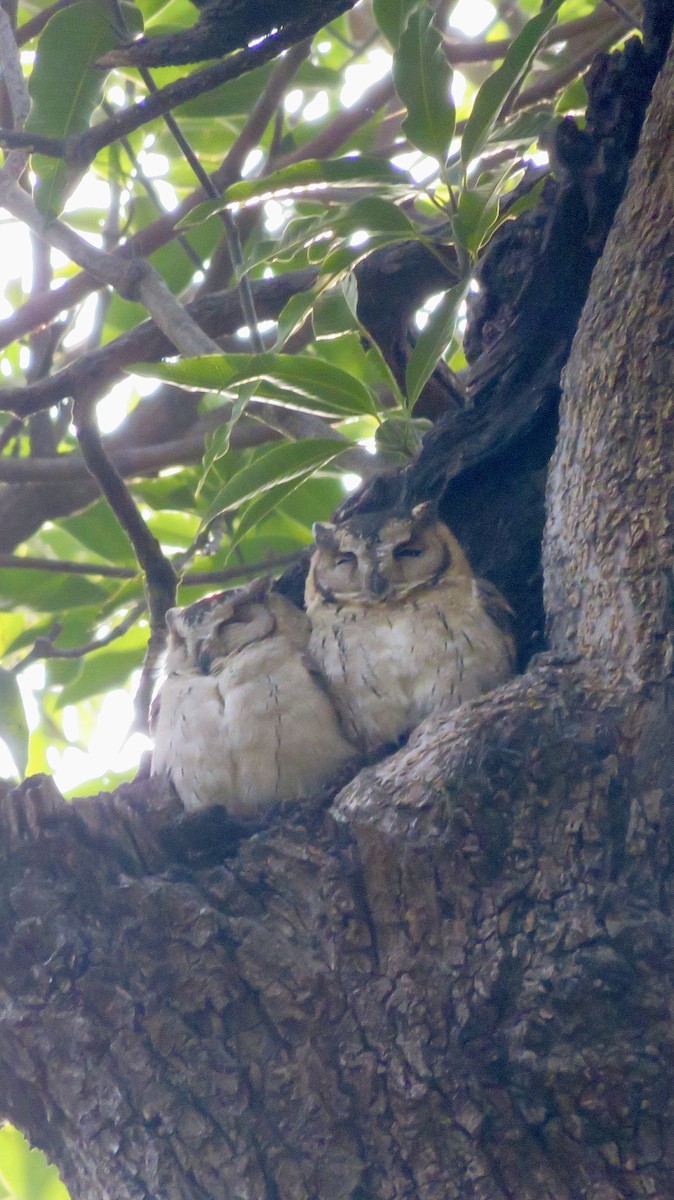 Indian Scops-Owl - ML647300215