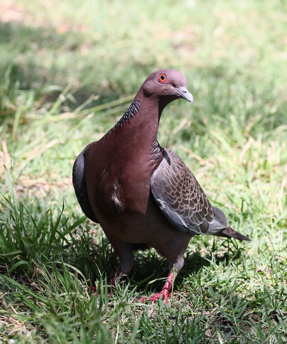 Picazuro Pigeon - ML647300220