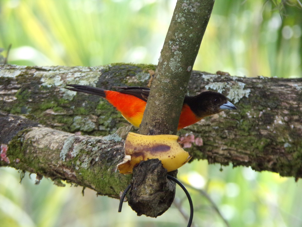 Flame-rumped Tanager - ML647300222