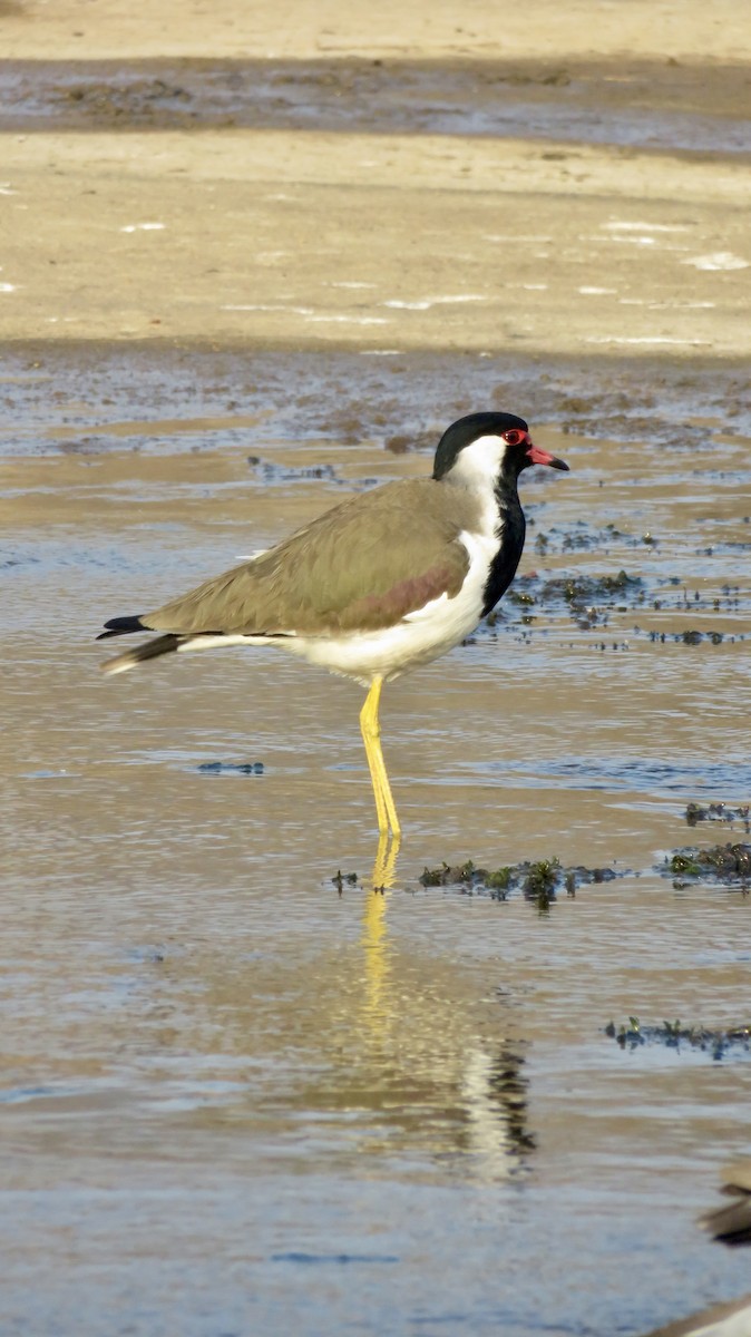 Red-wattled Lapwing - ML647300224