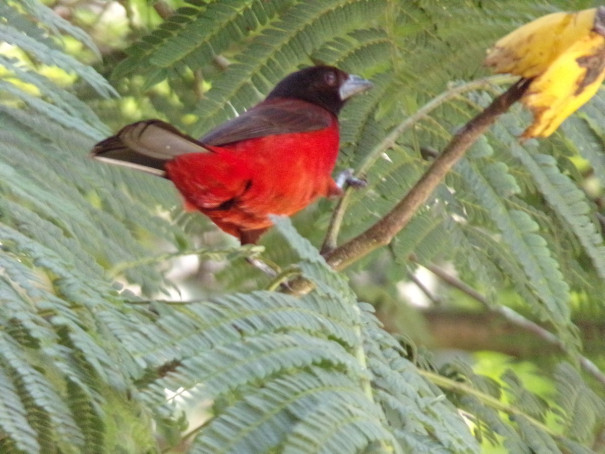 Crimson-backed Tanager - ML647300227